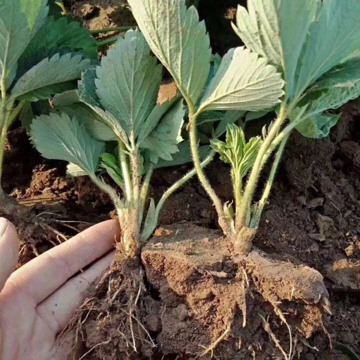 泰安随珠草莓苗 10公分以下 地栽苗
