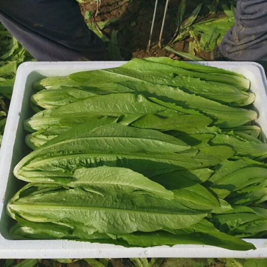 邯郸美冠油麦菜 25~30cm以上