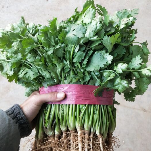 邯郸大叶香菜  本地精品温棚香菜 25-30公分 可供应各大市场和超市
