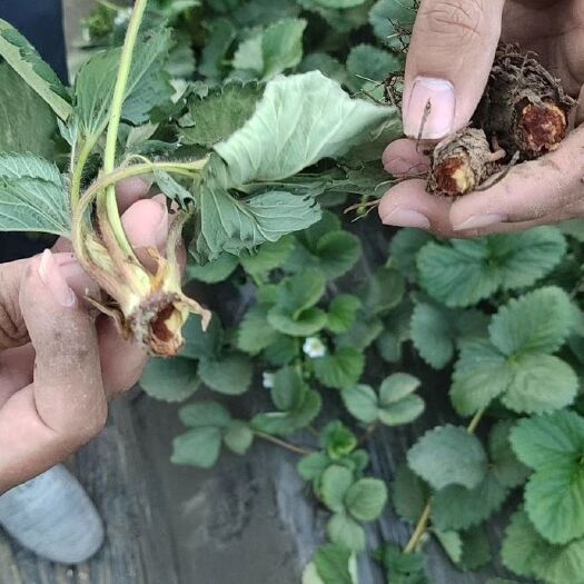 徐州 宁玉，甜查理草莓开始大量上市了