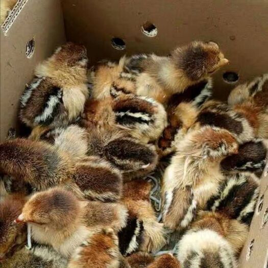 贵阳 青脚麻鸡苗