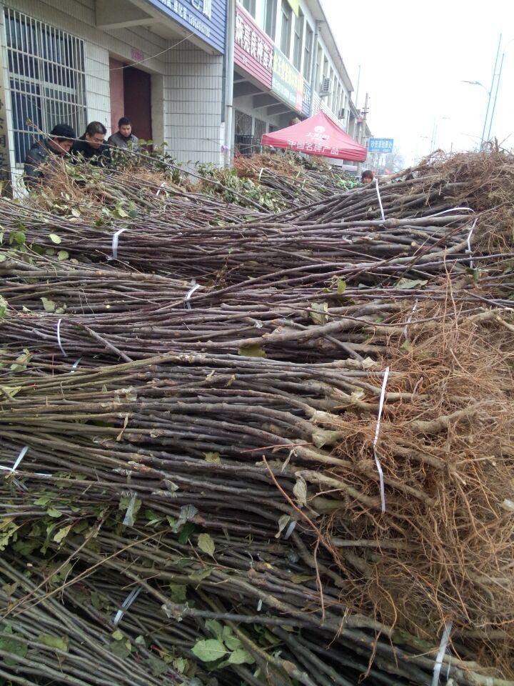  矮化苹果树苗出售 山东苹果苗基地