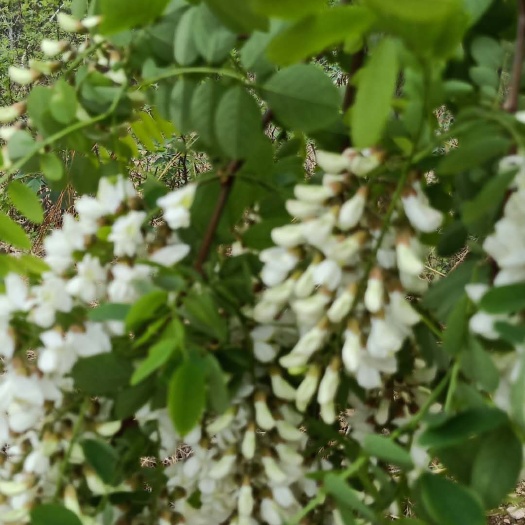 泗水县 自家产蜂蜜，纯正天然，主要有荆条蜜洋槐蜜