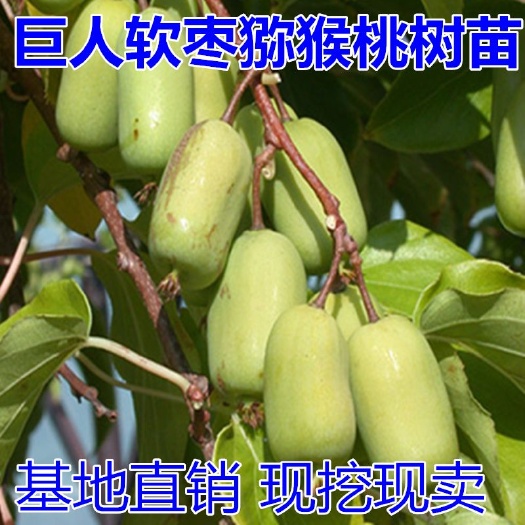 平邑县巨人软枣猕猴桃苗 巨人软枣猕猴桃树苗水果树苗盆栽地栽南方北方四季种植