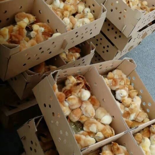 贵阳 三黄鸡苗，矮脚黄鸡苗