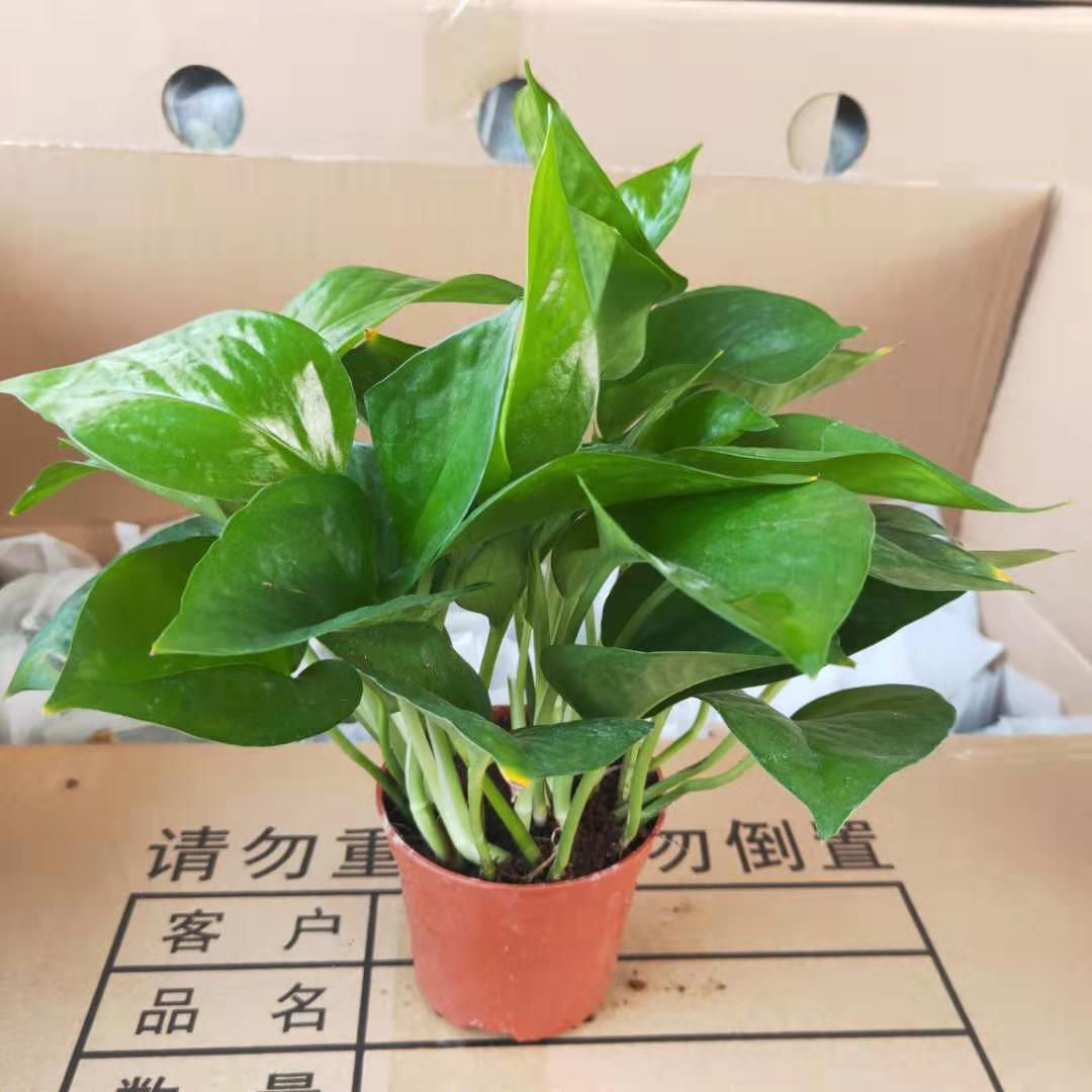 广州90#绿萝盆栽植物花卉 新房除甲醛绿植 可水培