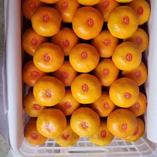 临海市蜜柑 实地考察，看货品尝