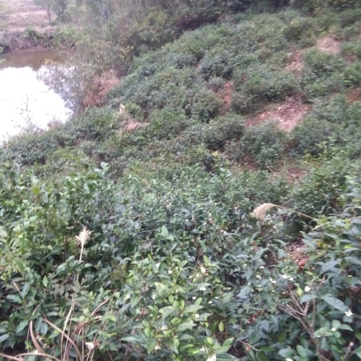 当阳市 自家茶园，农家绿茶，无污染，清香四溢