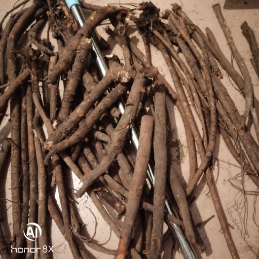 饶河县中药材赤芍 东北赤芍