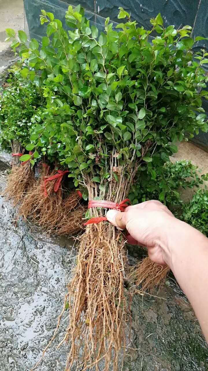 马甲子苗  马甲种子铁篱笆种子鸟不沾种