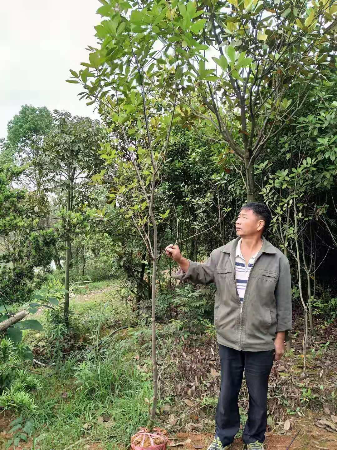 供应红叶石楠3一15公分