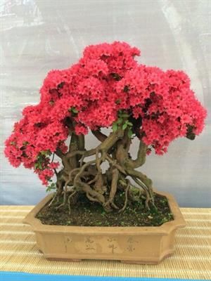 邵阳县映山红国旗红 桩 熟桩