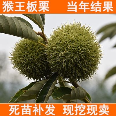 平邑县沂蒙板栗苗 猴王板栗嫁接果树苗大红袍南方北方种植盆栽地栽板栗子苗当年结果