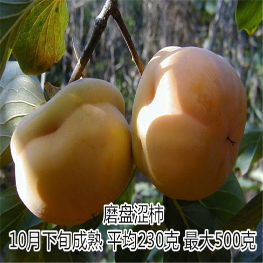 泰安富有柿子苗 柿子树苗