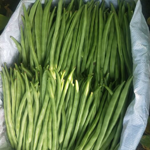 紫花四季豆 豆豆