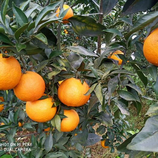 丹棱县爱媛38号柑桔 丹棱爱媛果冻橙现摘现发，一件也批发