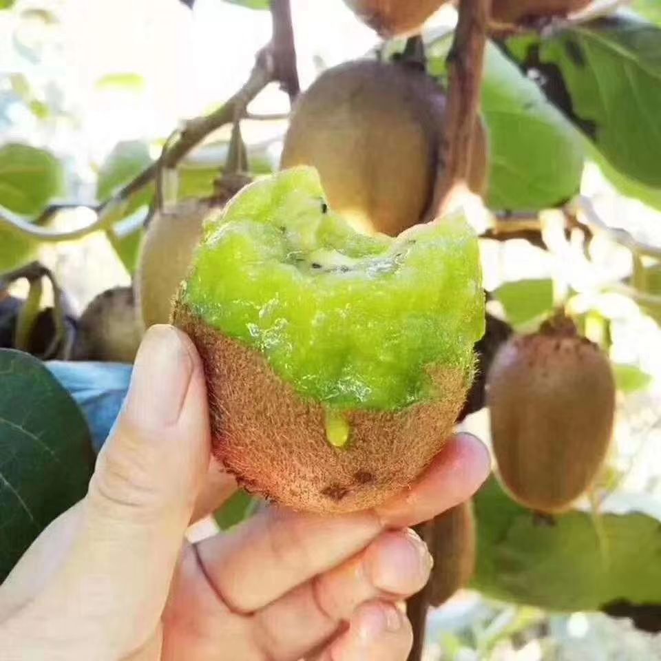 现货低价供应野生猕猴桃 绿心翠香猕猴桃基地产地直发