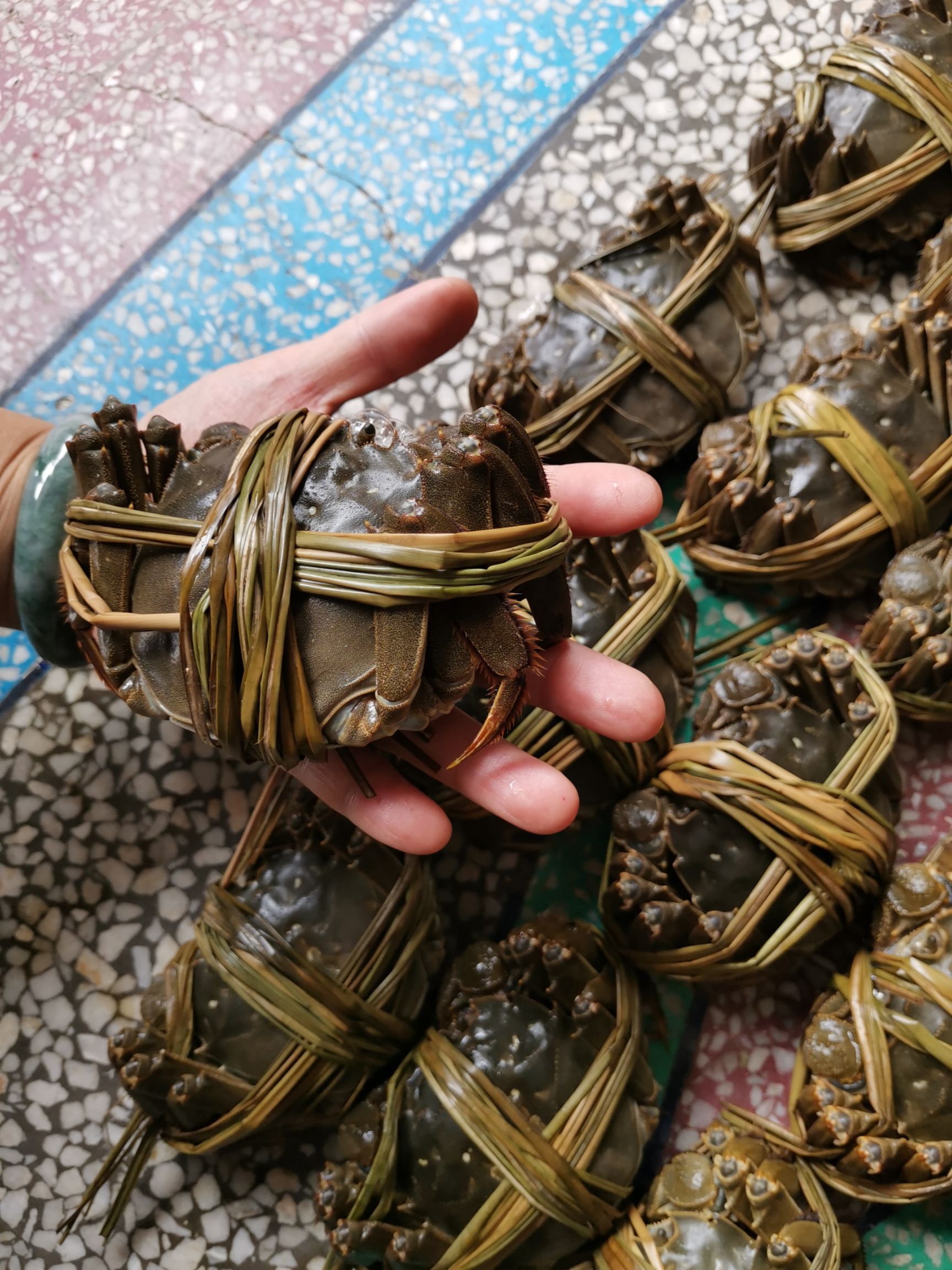  江苏大闸蟹大量供应，有需要的联系。