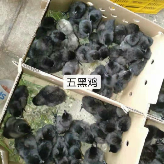 南宁五黑鸡苗 公
