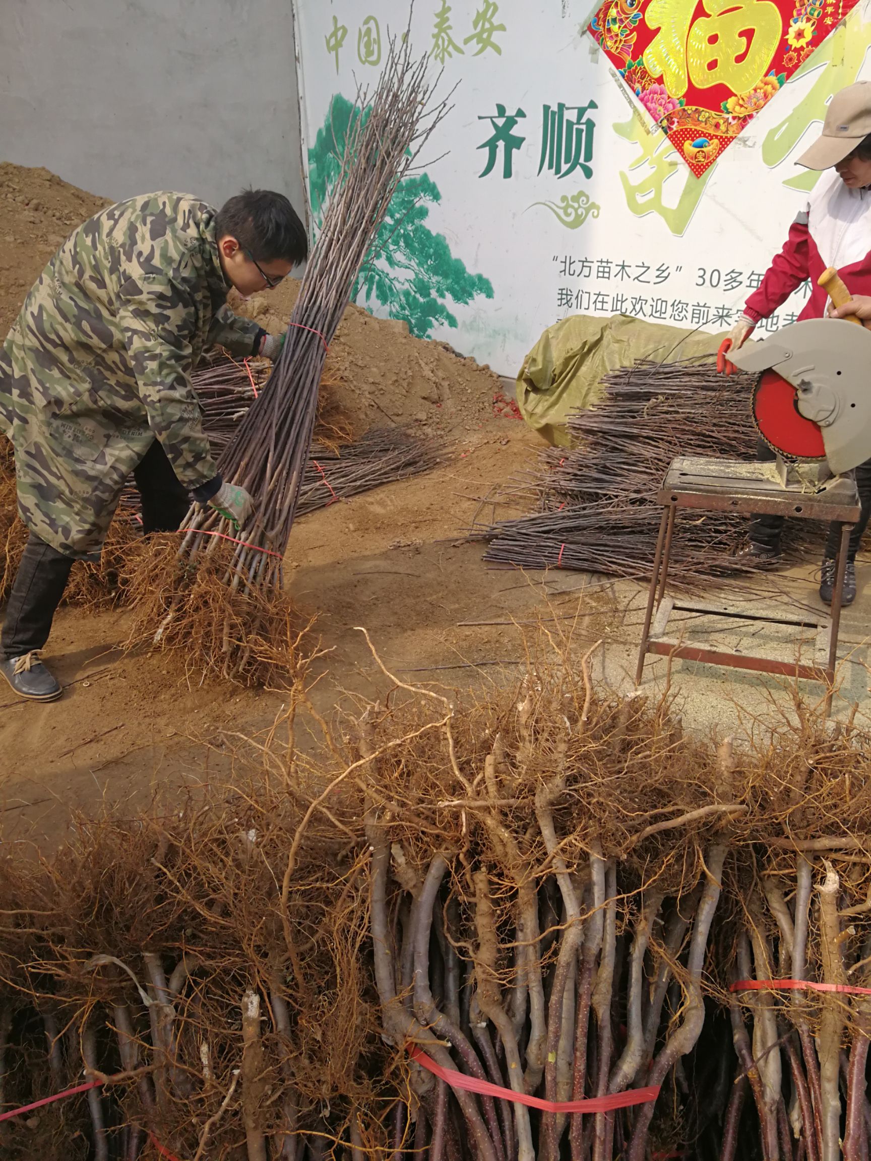  矮化苹果树苗出售 山东苹果苗基地