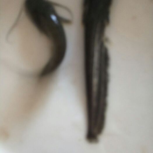 铜仁 鲶鱼苗(南方大口鲶，杂交鲶，品种纯，长势快，抗病力强)，