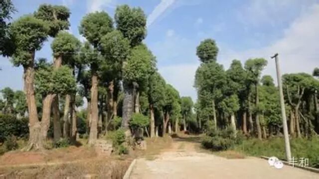 常宁市骨架香樟 大量供应