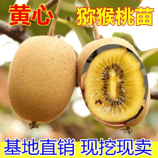 平邑县 果树苗黄心猕猴桃树苗黄心华优奇异果树苗黄金果猕猴桃苗当年结