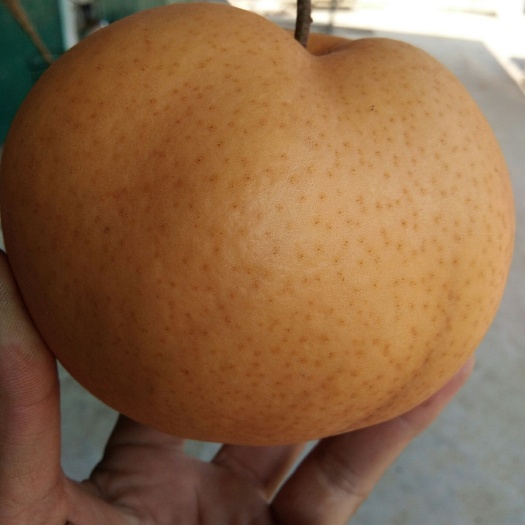 柘城县晚秋黄梨 60mm以上 500-550g