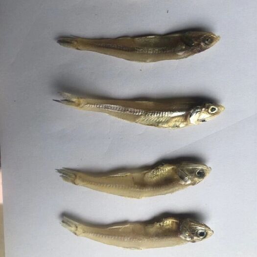 广州 小鱼干 银鱼干 日晒干  鱼干 公干鱼 地摊货