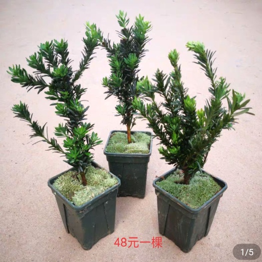平邑县 罗汉松小盆