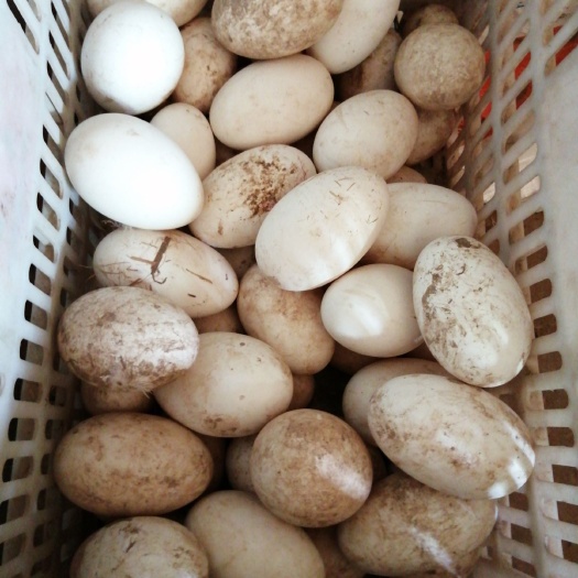 延津县 鲜鹅蛋