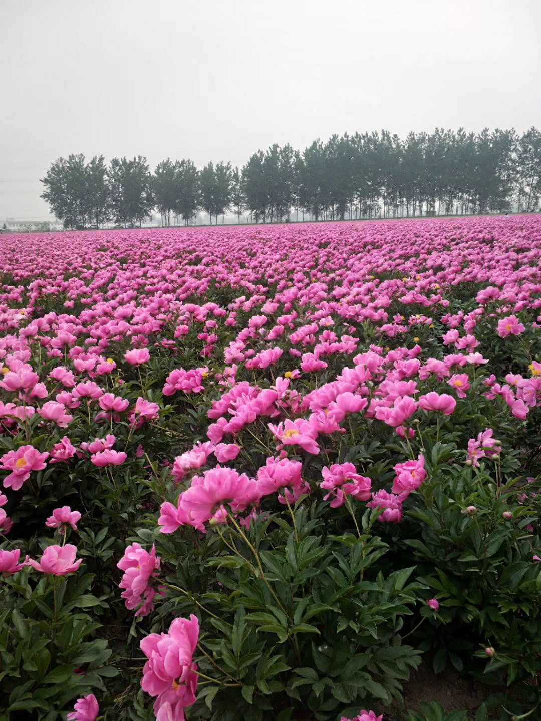 白芍种子  白芍芽白芍种苗