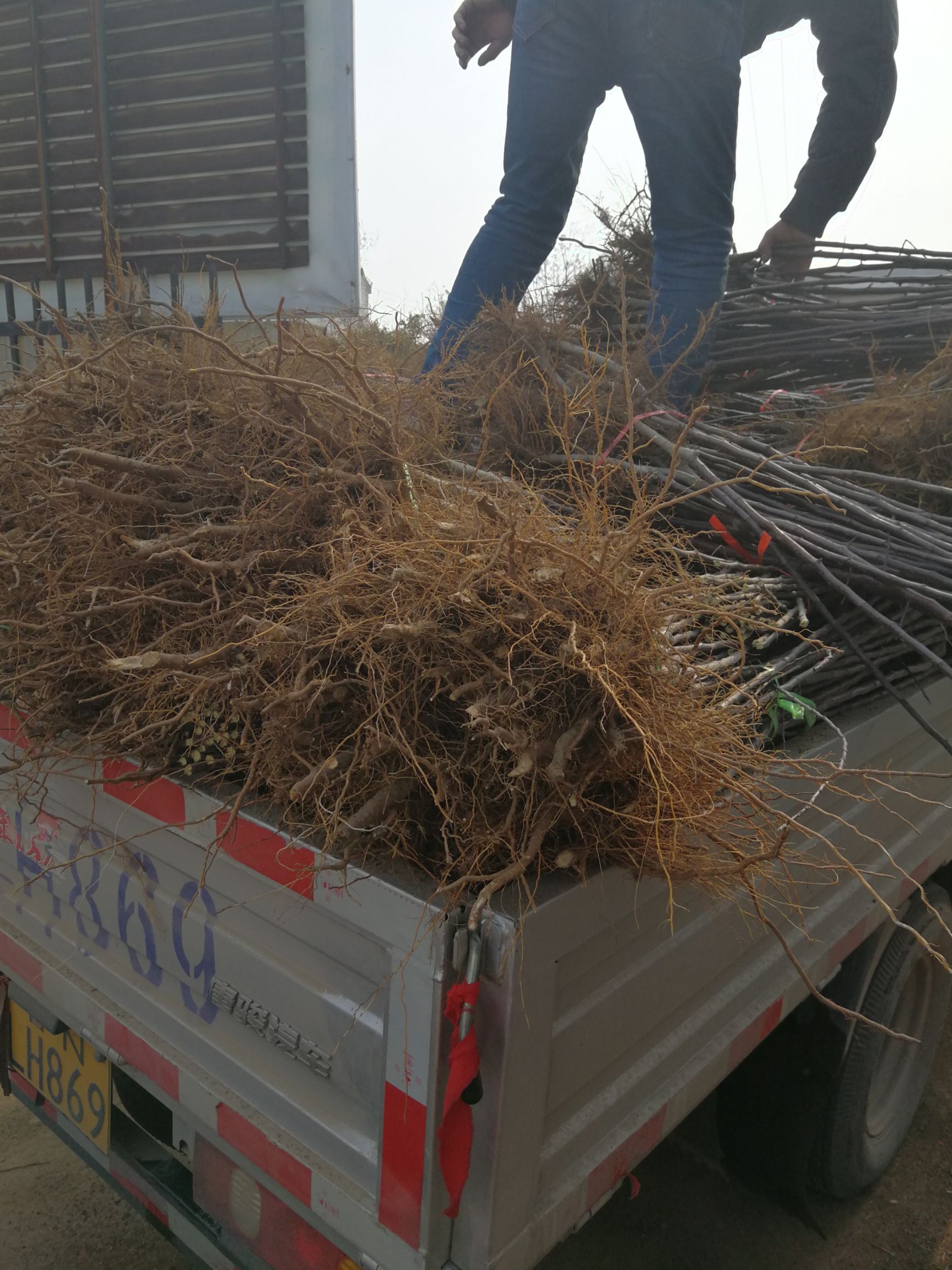  矮化苹果树苗出售 山东苹果苗基地