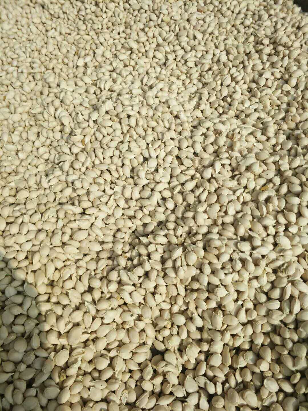 枳橙种子  帜橙种子