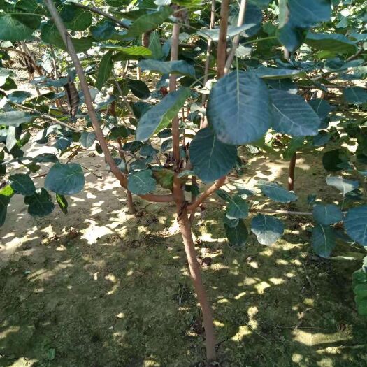 定州市普通黄栌 干直叶茂，细心打点