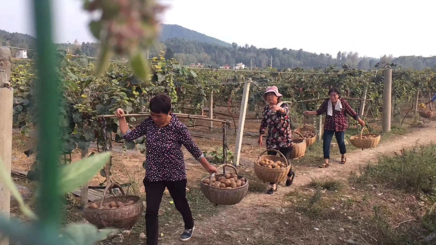 现货低价供应野生猕猴桃 绿心翠香猕猴桃基地产地直发