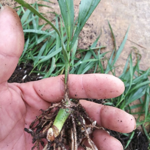 安宁市 白芨苗紫花三叉白芨白及苗批发