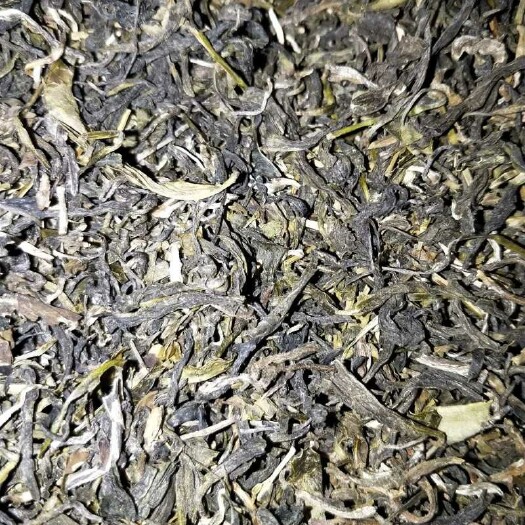 钟山县古树茶  茶叶 广西贺州特产油茶专用茶叶
