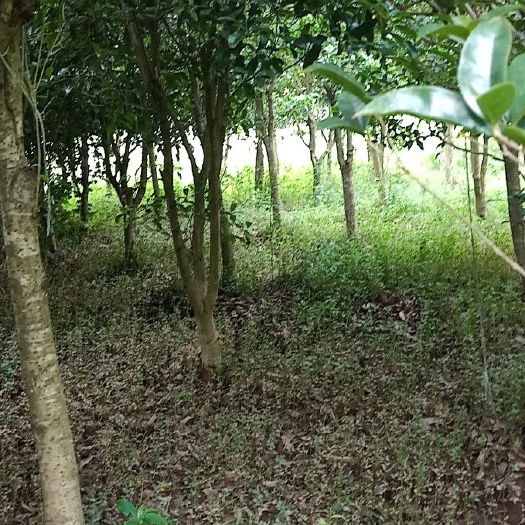 贵阳 急售一批桂花树便宜处理。桂花树:统货3800棵左右