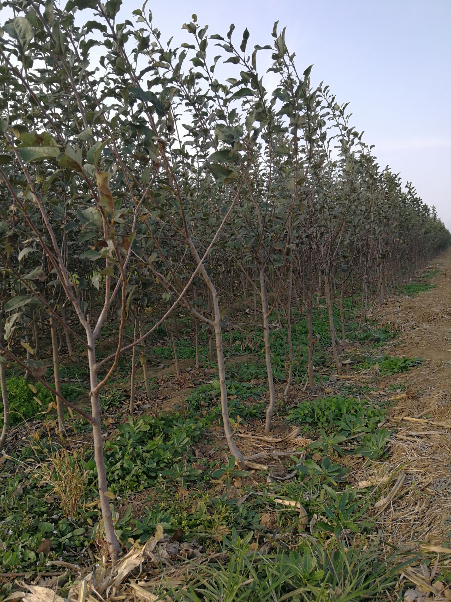  矮化苹果树苗出售 山东苹果苗基地