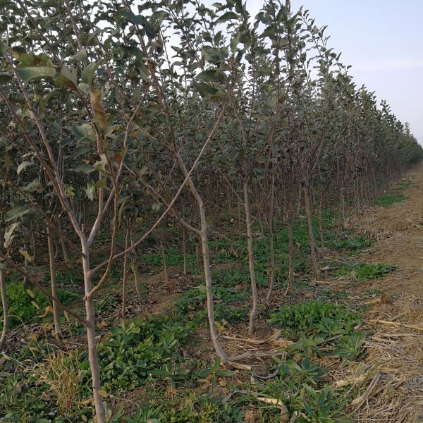  矮化苹果树苗出售 山东苹果苗基地