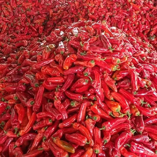 芜湖 精品红辣椒