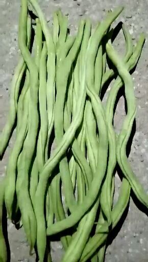 昌宁县无筋豆角 无筋豆，扁豆，白豆上市中