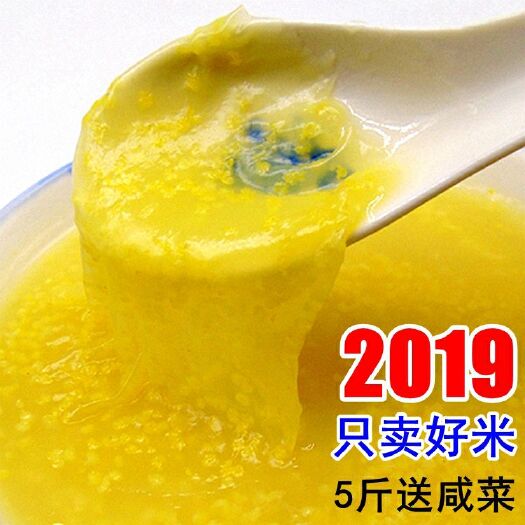 安阳县 家乡小米