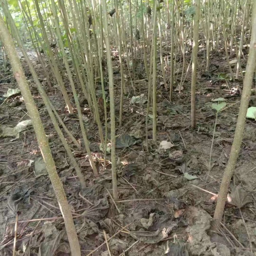 商水县梓树种子 精品质量梓树根苗