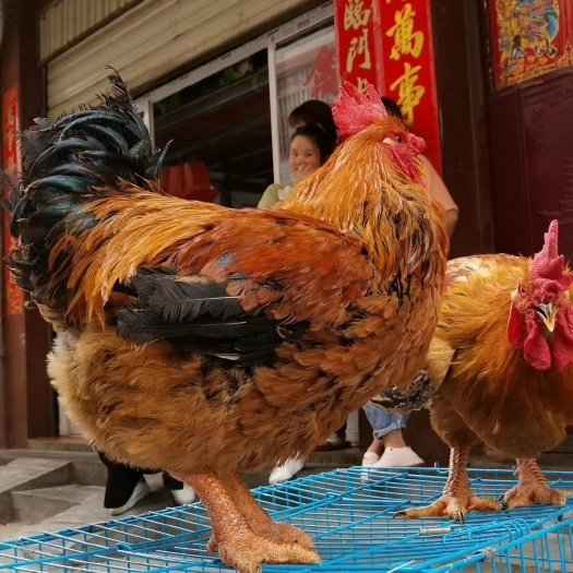 昆明肉鸡苗  广西参皇k901
