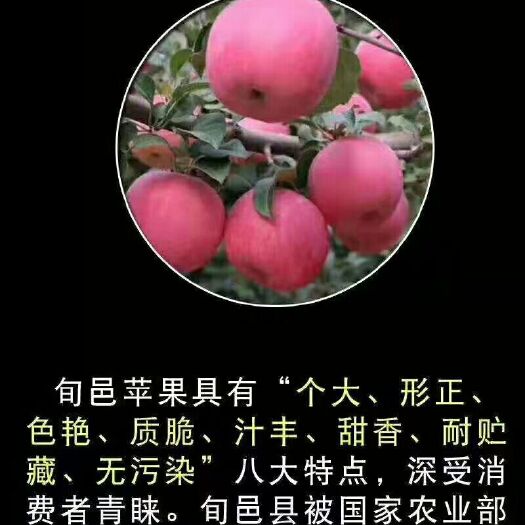 旬邑县 旬邑马栏红高原山地水晶红富士苹果，昼夜温差大、果甜、脆皮汁