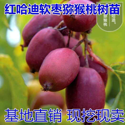 平邑县红哈迪软枣猕猴桃苗 果树苗软枣猕猴桃树苗红哈迪水果树苗盆栽地栽南方北方四季种植