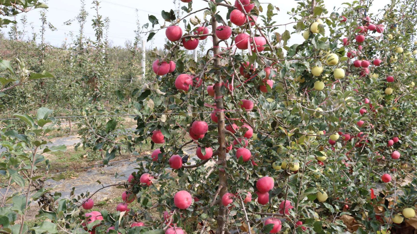  矮化苹果树苗出售 山东苹果苗基地