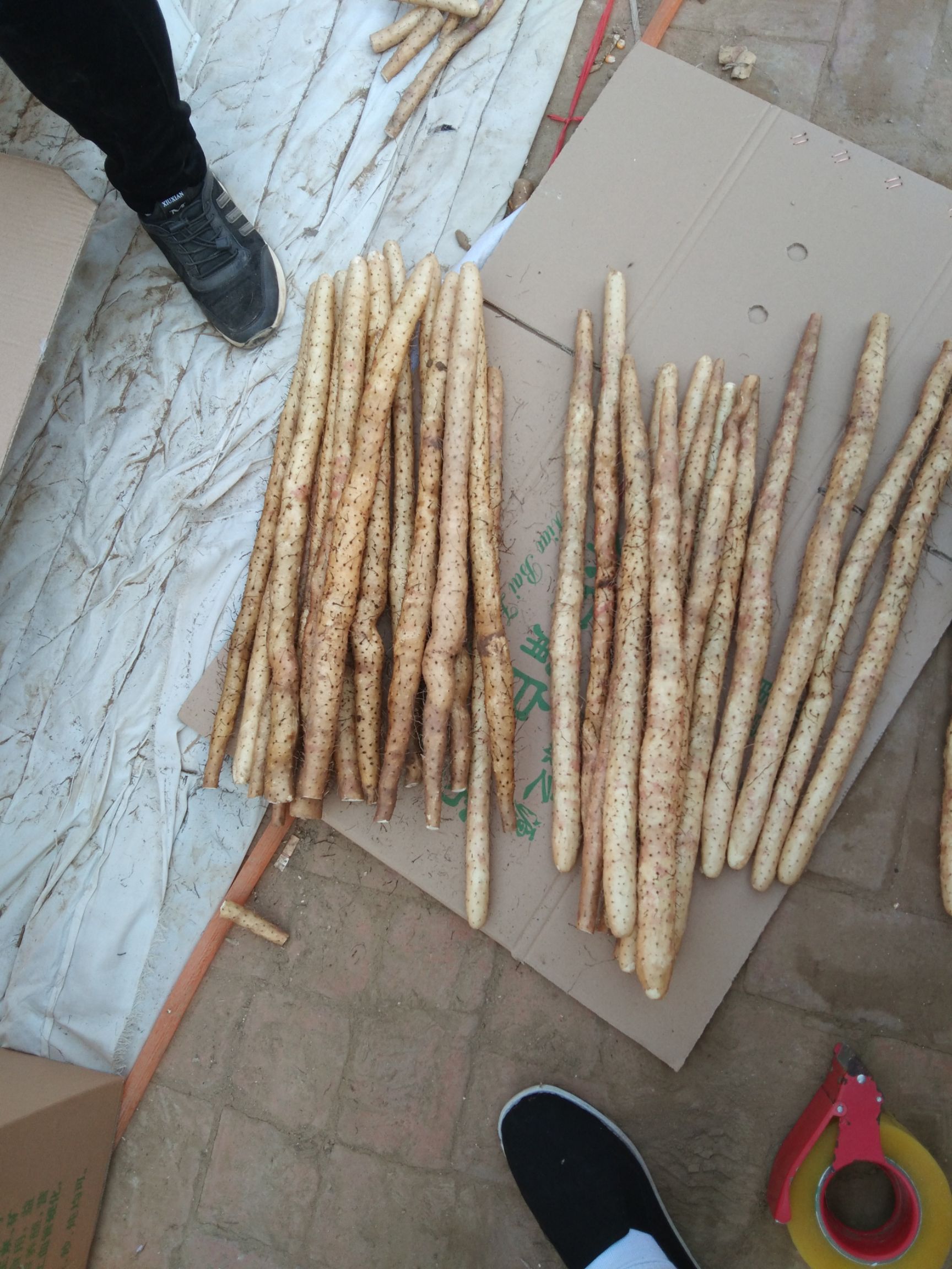  小白嘴白山药